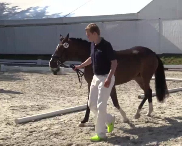 Video von Hesselteichs Candy Queen