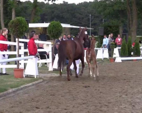LVM-Sichtung Fohlenchampionat Münster-Handorf 2015, 09.06.2015, Warmblutfohlen - Ring 5 - Hengstfohlen