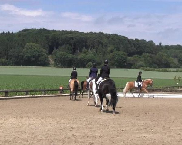 Ponyturnier Billerbeck 2015