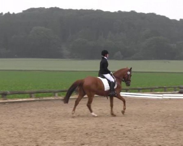 Ponyturnier Billerbeck 2015