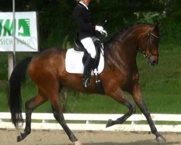 dressage horse Sunlight 35 (Oldenburg, 2009, from Sungold 2)