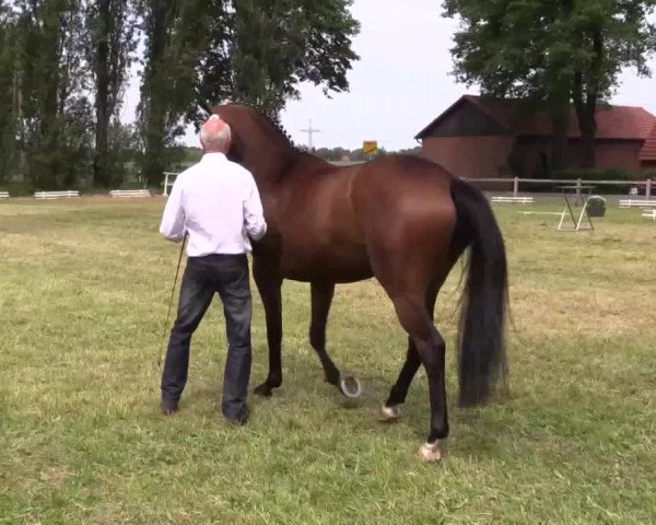 Video of Damora 6