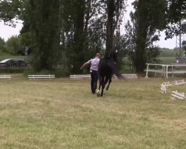 Video of Sunday