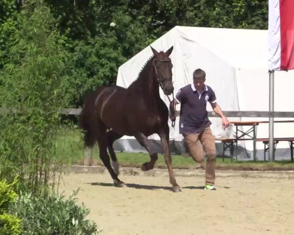 Video of Daily Joy
