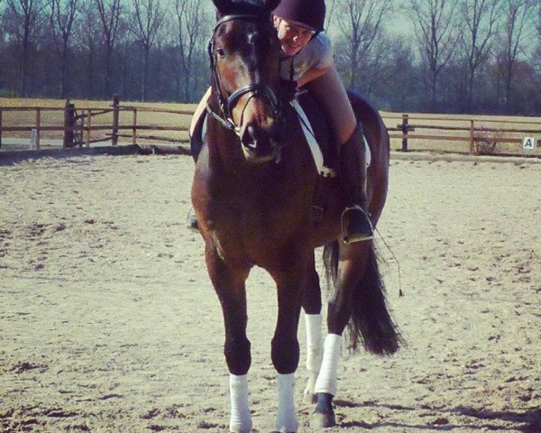 dressage horse Eric M (KWPN (Royal Dutch Sporthorse), 2009, from Guccio)