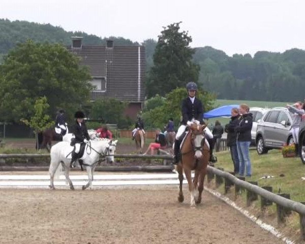 Ponyturnier Billerbeck 2015