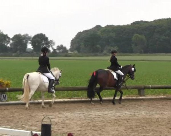 Ponyturnier Billerbeck 2015