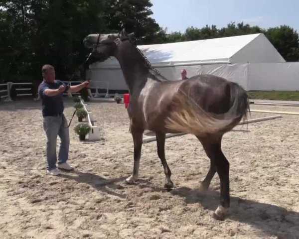 Video of Currley - Sue