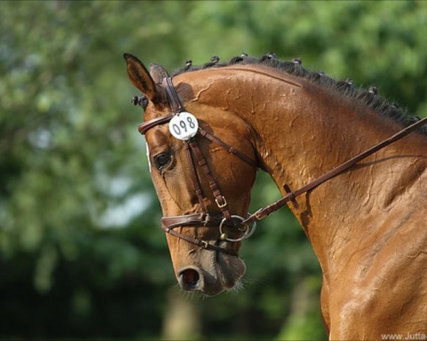 jumper Okarina 41 (Trakehner, 2007, from Shamal xx)