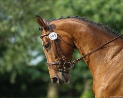 Springpferd Okarina 41 (Trakehner, 2007, von Shamal xx)