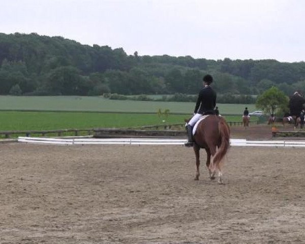 Ponyturnier Billerbeck 2015