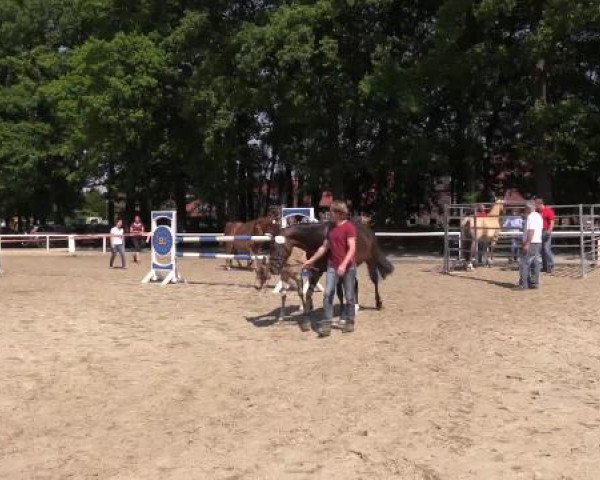 Stuten- und Fohlenschau Werne, 12.06.2015, Deutsches Reitpony - Fohlen -