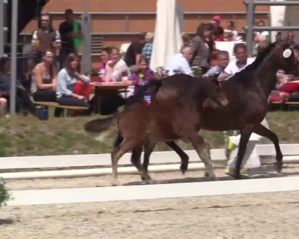 Video of Donnerwetter 87