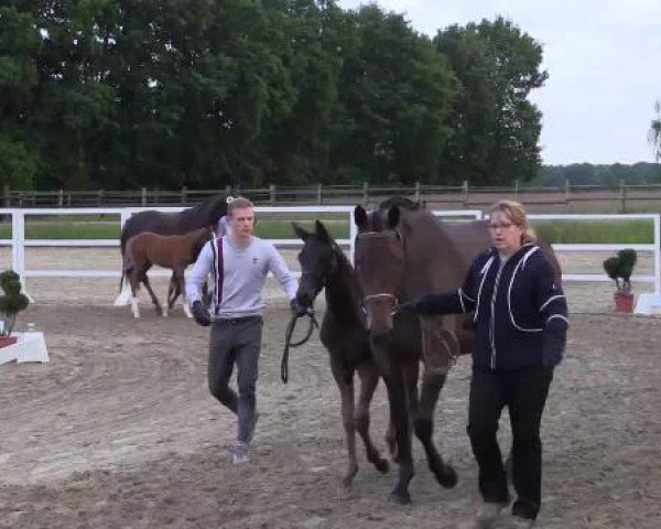 LVM-Sichtung Fohlenchampionat Münster-Handorf 2015, 09.06.2015, Warmblutfohlen - Ring 4 - Hengstfohlen