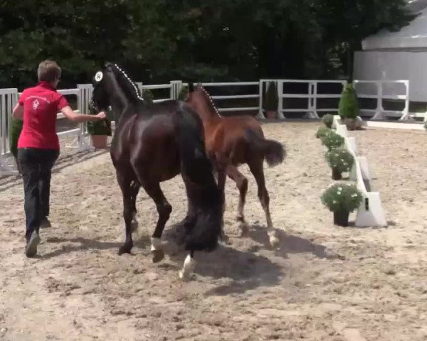 Video von Der grosse Gatsby 2