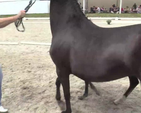 Video of Doublemaker G