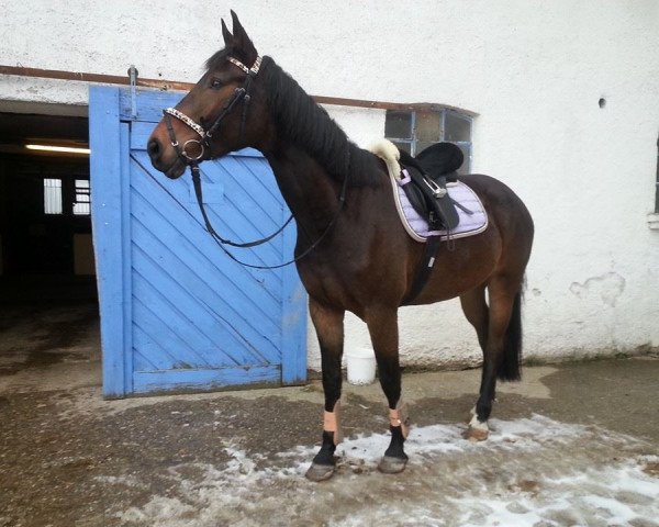 horse Ramiros (Slovenian Warmblood, 2008, from Ramirado)