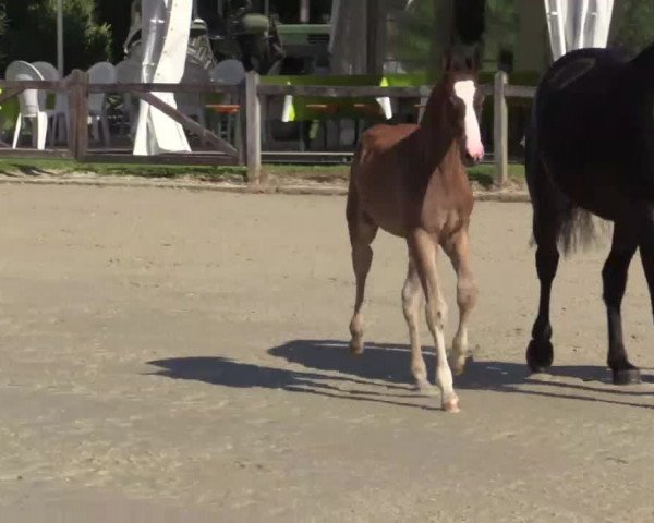 Video of Stute von Farbenspiel / Continus Grannus
