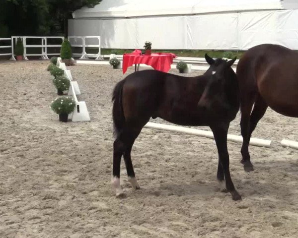 Video von Cascayo