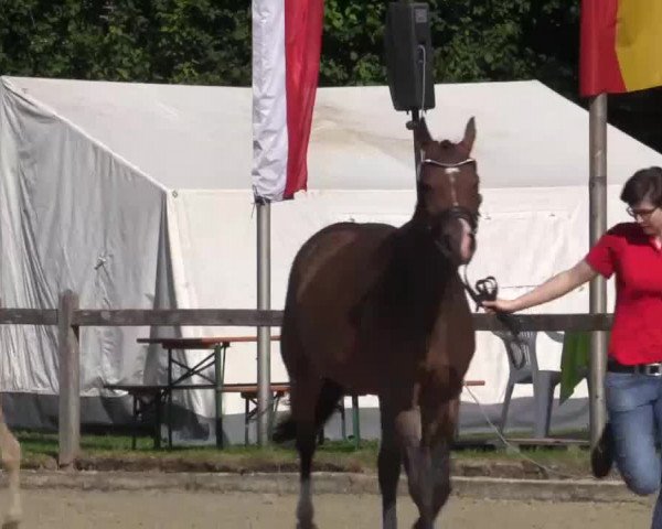 Video von Hennessy