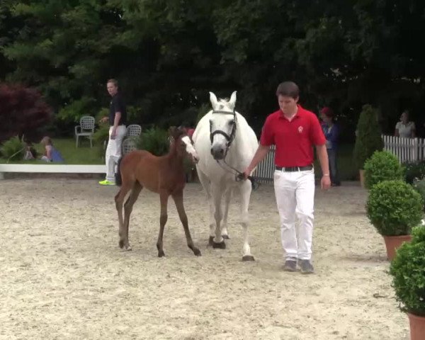 Video of Stute von FS Don't Worry / Nortenjo