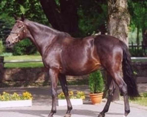 broodmare Imandra I (Holsteiner, 1994, from Sir Shostakovich xx) broodmare Imandra I (Holsteiner, 1994, from Sir Shostakovich xx)