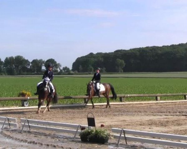 Ponyturnier Billerbeck 2015