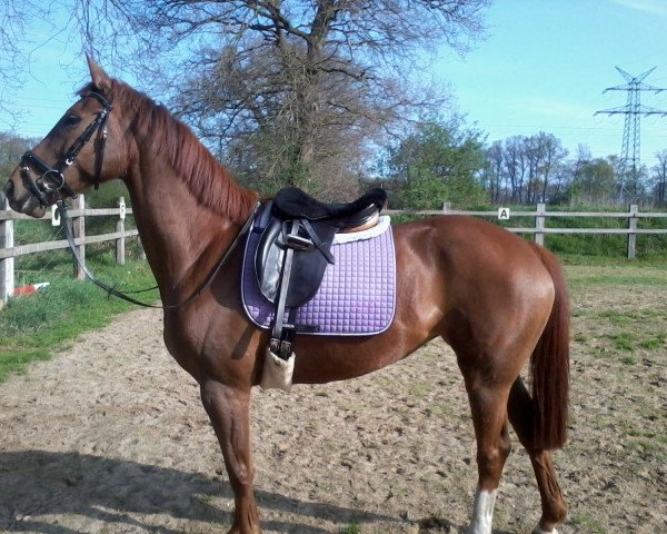horse Litas Sun (Hanoverian, 2003, from Litas-Star)