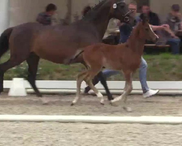 Video von Vienna Ws