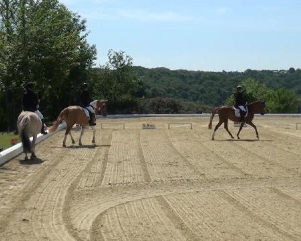 Sommerturnier Lohmar-Hausdorp 2015