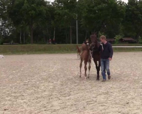 Stuten- und Fohlenschau Greven, 02.06.2015, Warmblutfohlen - Ring 6