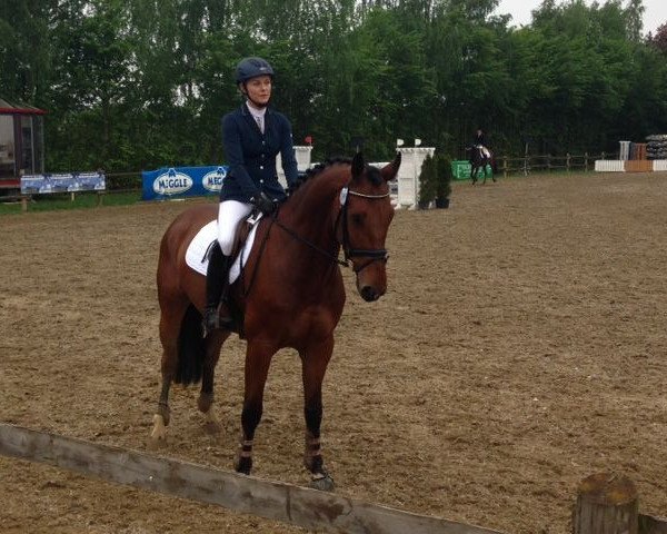 Springpferd Lukas 1035 (Hannoveraner, 2008, von Hh Linton)