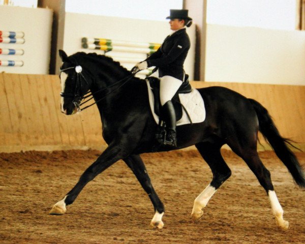 dressage horse Etoile (Hanoverian, 2000, from Escudo I) dressage horse Etoile (Hanoverian, 2000, from Escudo I)