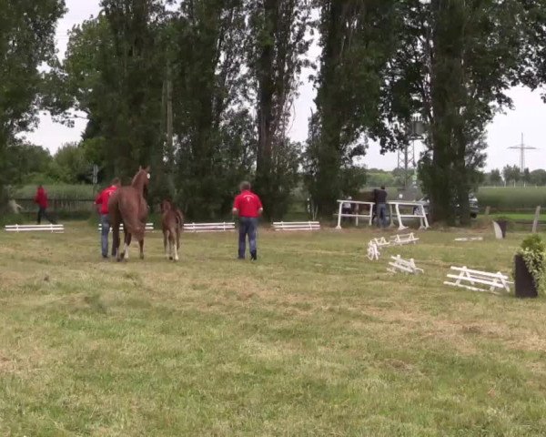 Video von Querida