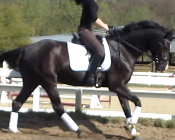 dressage horse Enjoy Tequila (Westphalian, 2009, from Ehrenpreis)