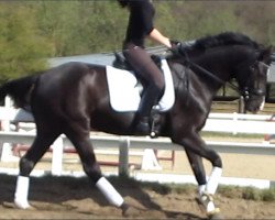 dressage horse Enjoy Tequila (Westphalian, 2009, from Ehrenpreis)