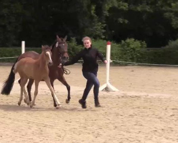 Stuten- und Fohlenschau Ahaus, 01.06.2015, Ponyfohlen - Ring 1