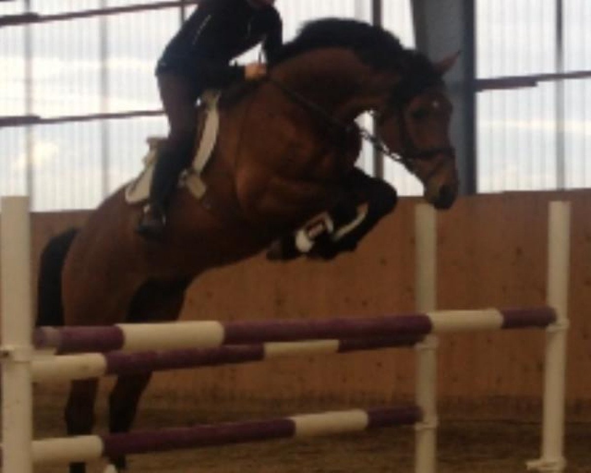 horse Castello (German Sport Horse, 2005, from Collini)