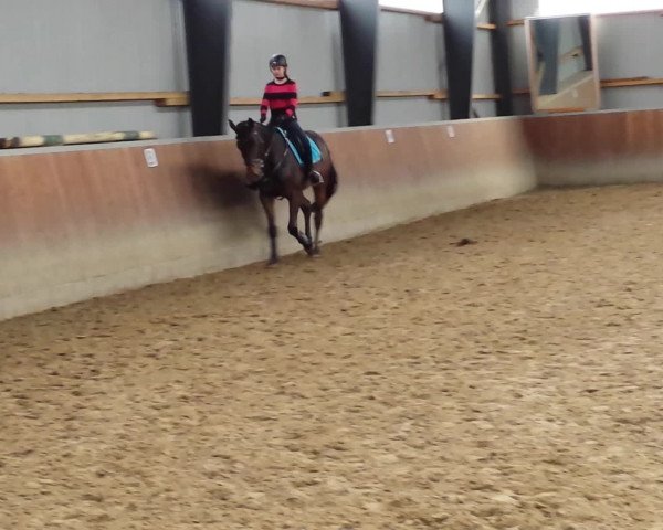 Video of Coco 247