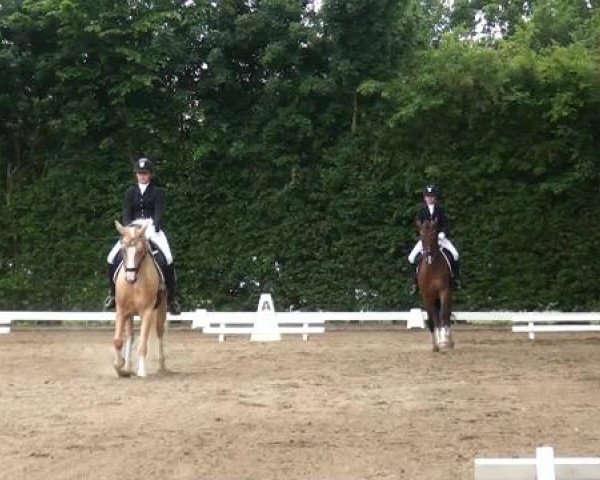 Reitturnier Willich-Anrath-Neersen 2015
