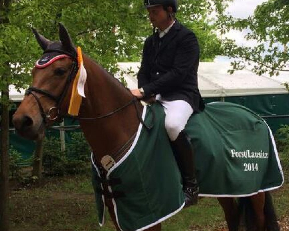 Chovná klisna Ambienta S (Holštýnský kůň, 2008, od Boritas)