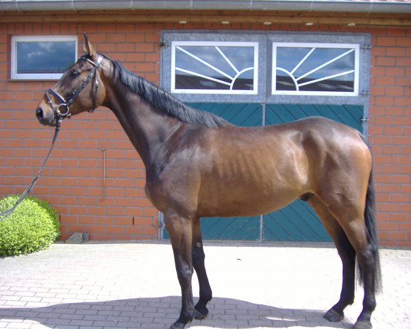horse Roosevelt (Hanoverian, 2009, from Royaldik)