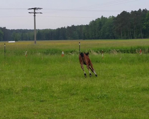 Video of Monte Cain's Mike
