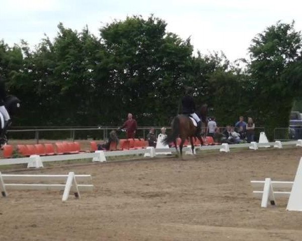 Reitturnier Willich-Anrath-Neersen 2015