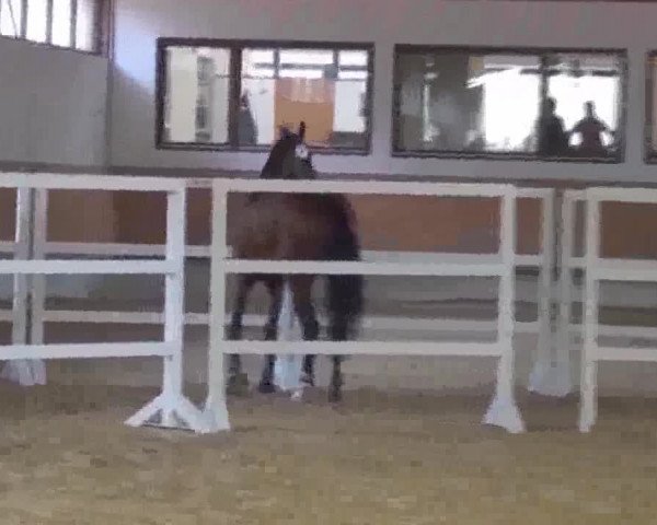 Video von Baronessa di Rosolina B