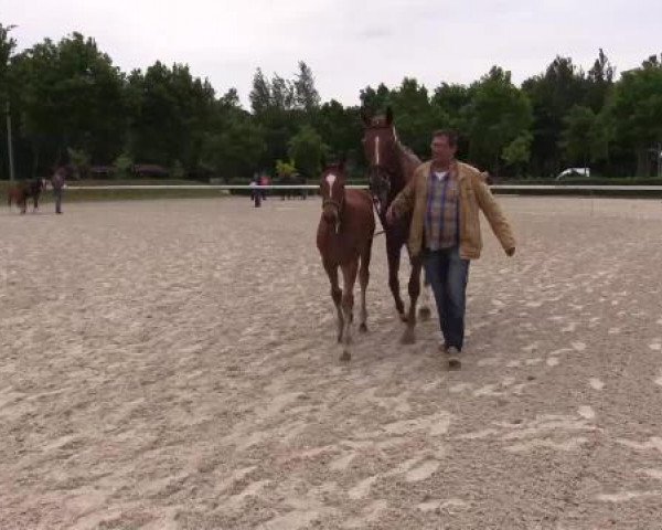 Stuten- und Fohlenschau Greven, 02.06.2015, Warmblutfohlen - Ring 3 