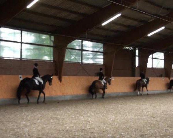 Holtkämper Dressurtage 2015