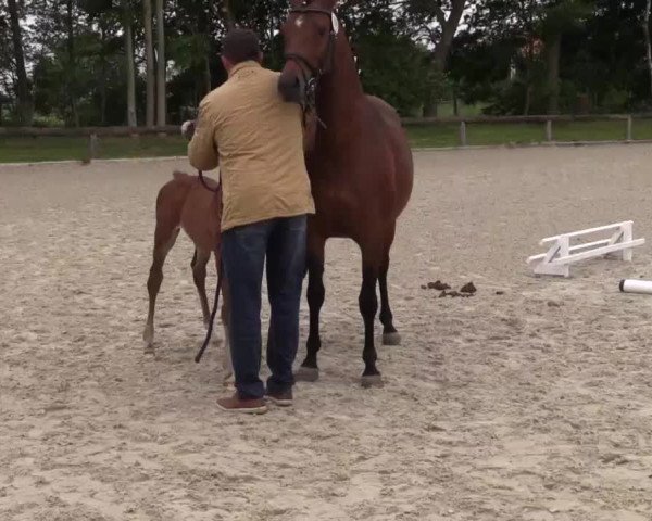 Video of Neo Rouet Classic