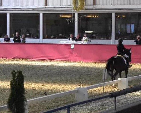 Pfingst - Dressur und Springturnier Borken 2015