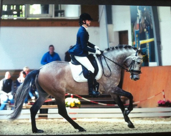 Dressurpferd Dandy 489 (Pura Raza Espanola (PRE), 2008, von Mas Ole)